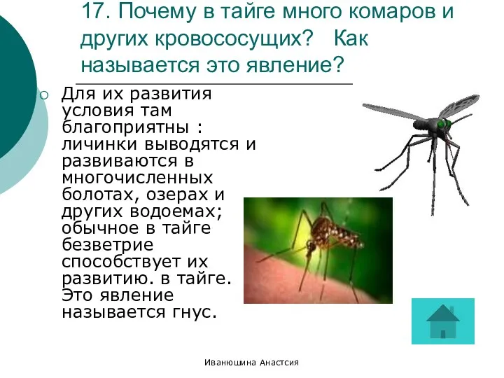 Иванюшина Анастсия 17. Почему в тайге много комаров и других кровососущих?