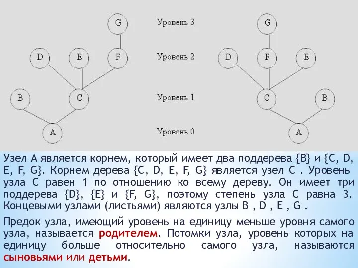 Узел A является корнем, который имеет два поддерева {B} и {C,