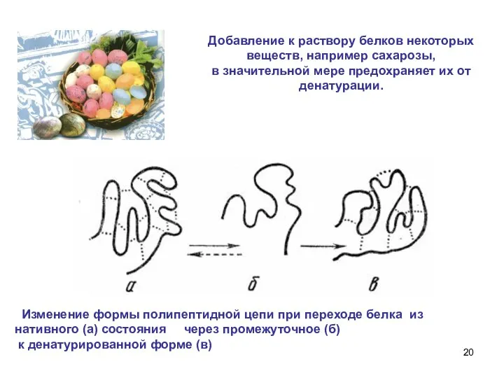 Добавление к раствору белков некоторых веществ, например сахарозы, в значительной мере