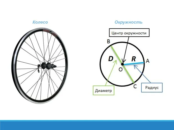 Колесо Окружность
