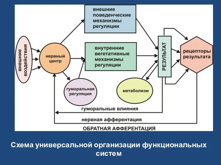 Схема универсальной организации функциональных систем