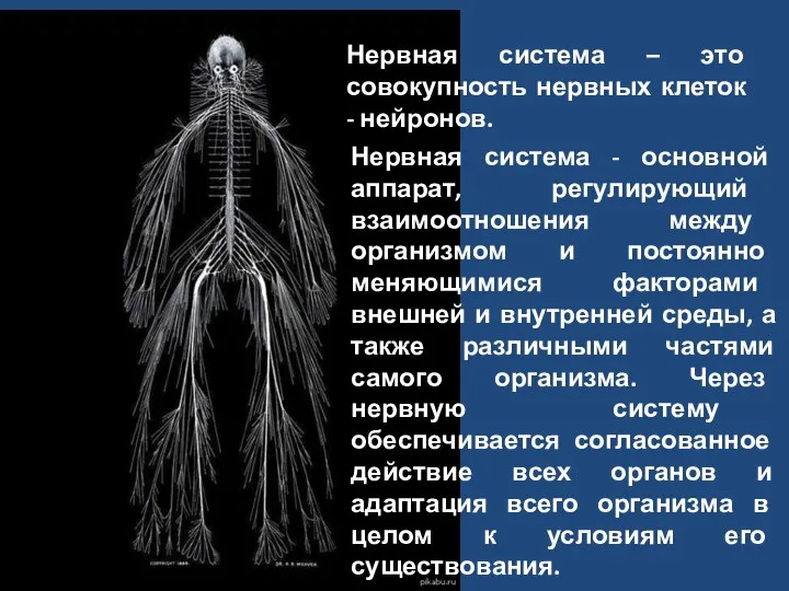 Нервная система – это совокупность нервных клеток - нейронов. Нервная система