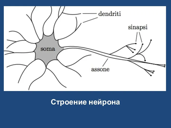 Строение нейрона