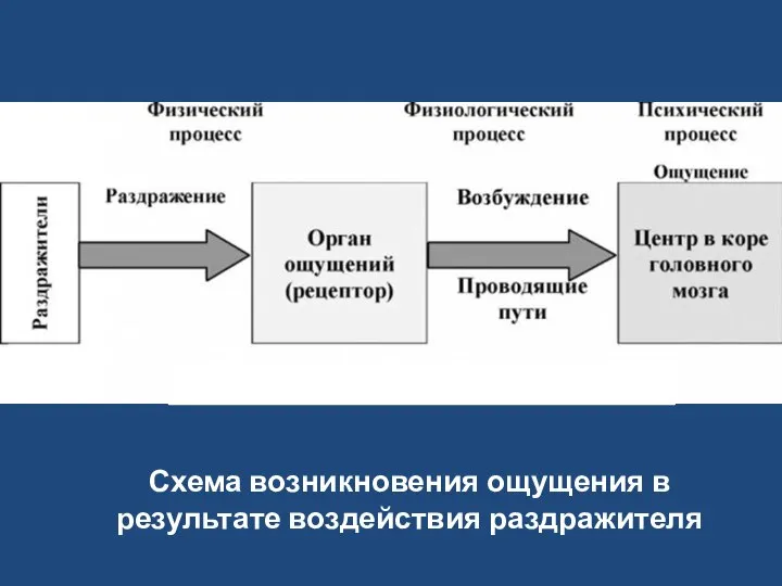 Схема возникновения ощущения в результате воздействия раздражителя