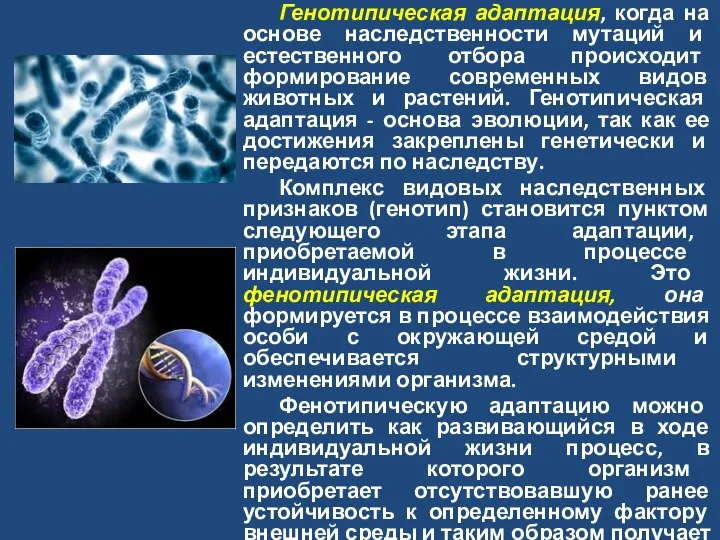 Генотипическая адаптация, когда на основе наследственности мутаций и естественного отбора происходит