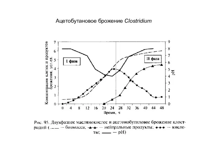 Ацетобутановое брожение Clostridium