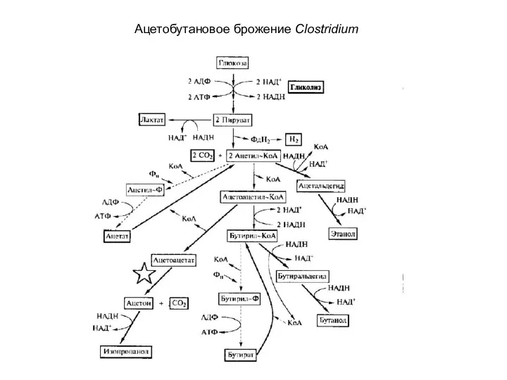 Ацетобутановое брожение Clostridium