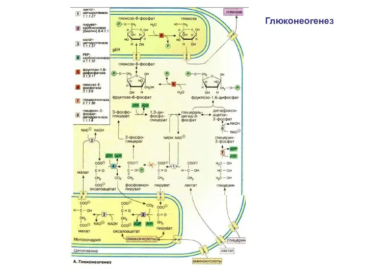 Глюконеогенез