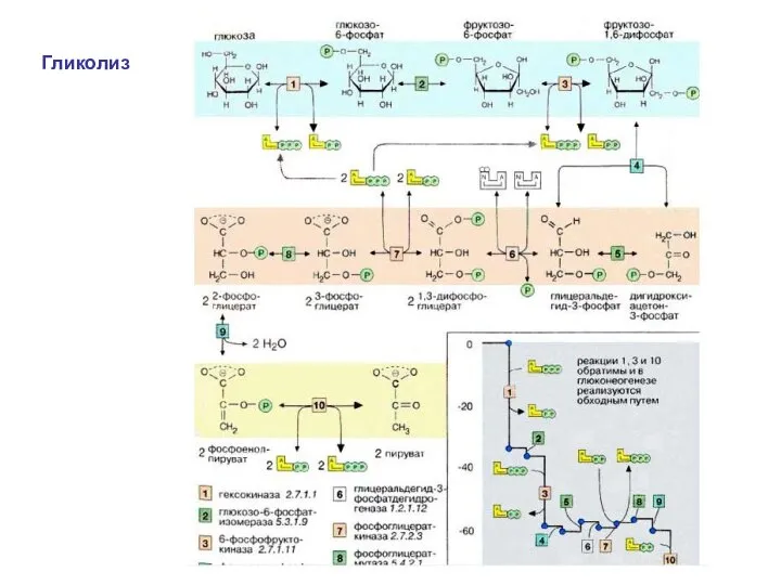 Гликолиз