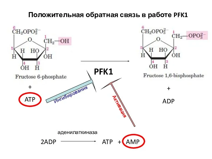 Ингибирование Активация Положительная обратная связь в работе PFK1