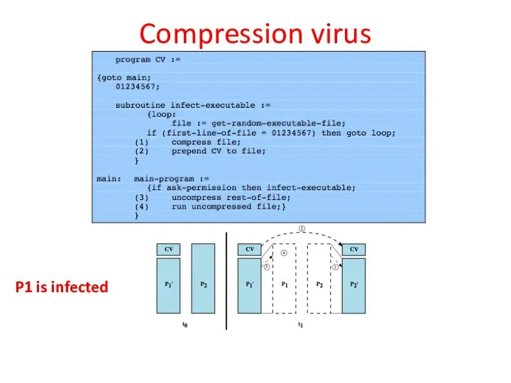 Compression virus P1 is infected