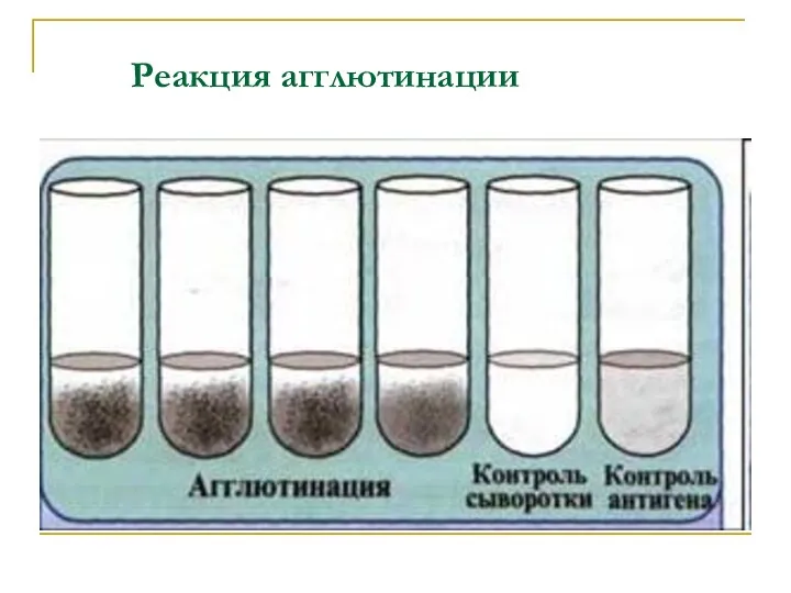 Реакция агглютинации