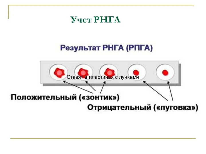 Учет РНГА Ставят в пластинах с лунками