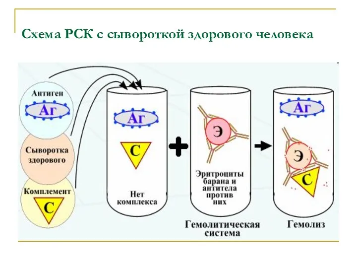 Схема РСК с сывороткой здорового человека