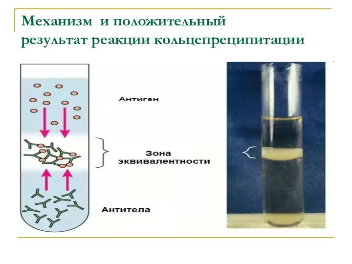 Механизм и положительный результат реакции кольцепреципитации