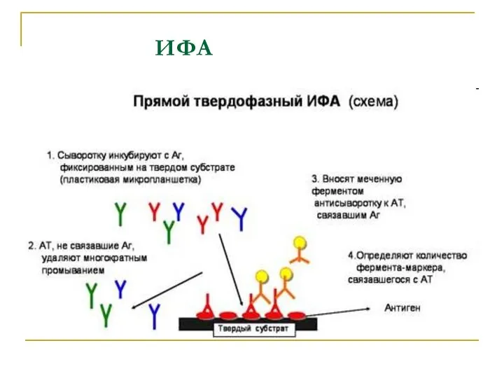 ИФА