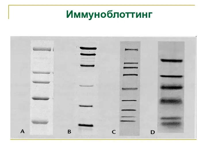 Иммуноблоттинг