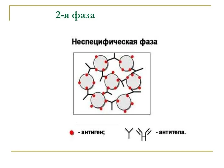 2-я фаза