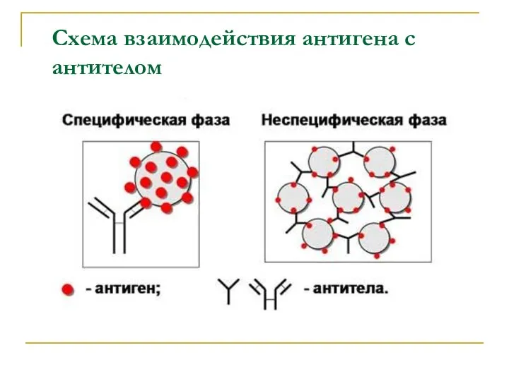 Схема взаимодействия антигена с антителом