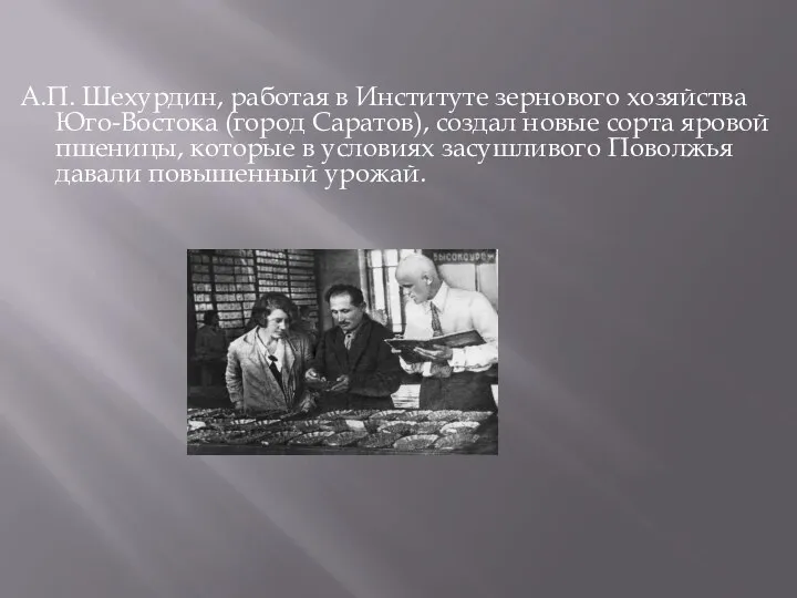 А.П. Шехурдин, работая в Институте зернового хозяйства Юго-Востока (город Саратов), создал