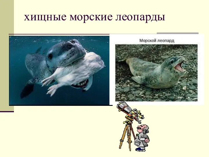 хищные морские леопарды