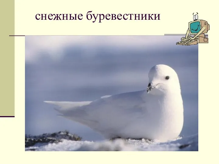 снежные буревестники