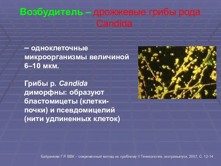 – одноклеточные микроорганизмы величиной 6–10 мкм. Грибы р. Candida диморфны: образуют