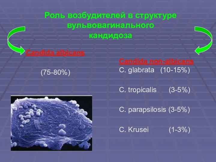 Роль возбудителей в структуре вульвовагинального кандидоза Candida non-albicans C. glabrata (10-15%)