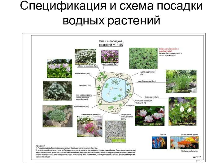 Спецификация и схема посадки водных растений