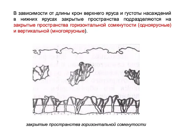 закрытые пространства горизонтальной сомкнутости В зависимости от длины крон верхнего яруса