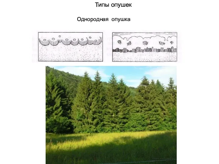 Типы опушек Однородная опушка