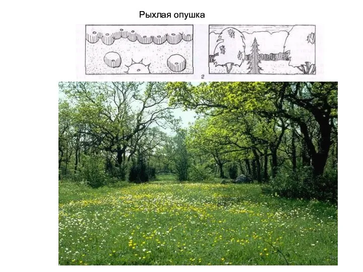 Рыхлая опушка