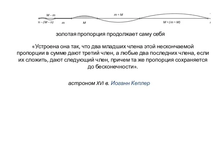 астроном XVI в. Иоганн Кеплер золотая пропорция продолжает саму себя «Устроена