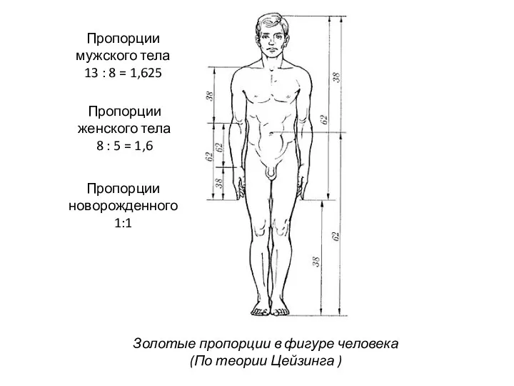 Золотые пропорции в фигуре человека (По теории Цейзинга ) Пропорции женского