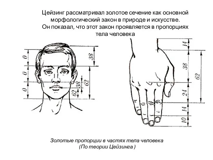 Золотые пропорции в частях тела человека (По теории Цейзинга ) Цейзинг