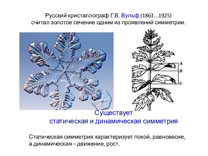 Русский кристаллограф Г.В. Вульф (1863...1925) считал золотое сечение одним из проявлений