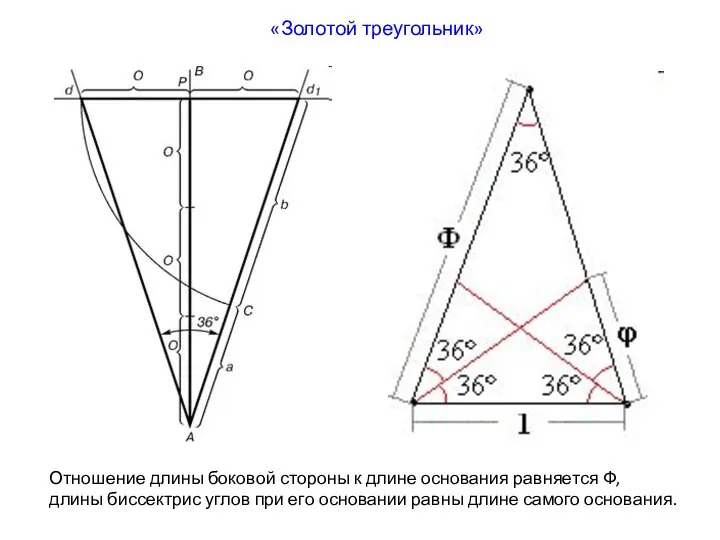 «Золотой треугольник» Отношение длины боковой стороны к длине основания равняется Ф,