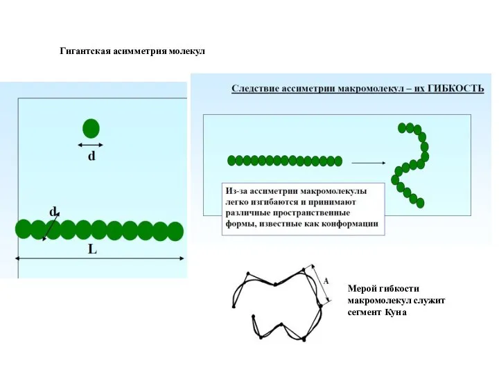 Гигантская асимметрия молекул Мерой гибкости макромолекул служит сегмент Куна