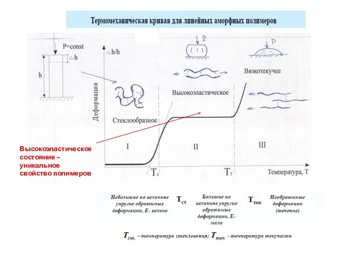 Высокоэластическое состояние – уникальное свойство полимеров