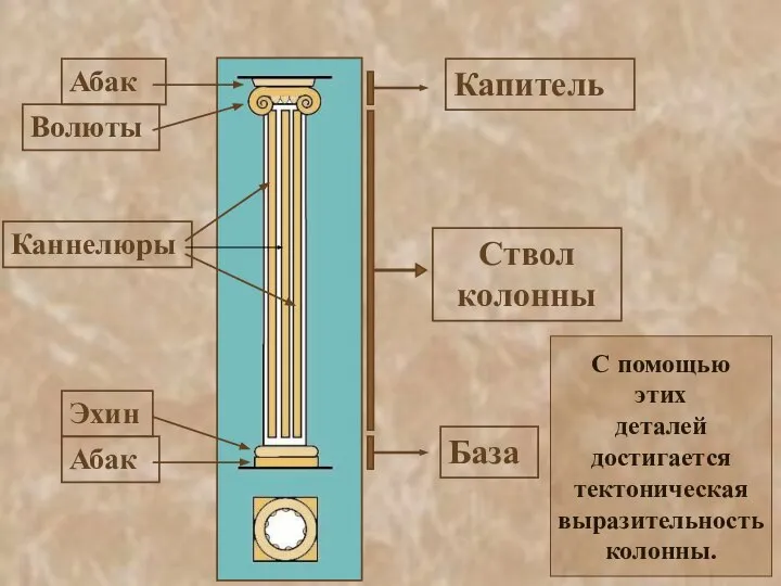 С помощью этих деталей достигается тектоническая выразительность колонны.