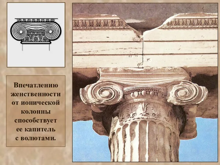 Впечатлению женственности от ионической колонны способствует ее капитель с волютами.