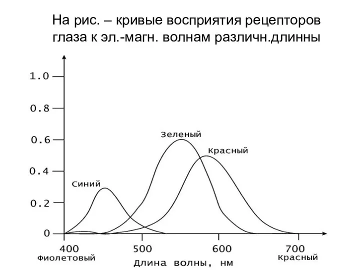 На рис. – кривые восприятия рецепторов глаза к эл.-магн. волнам различн.длинны