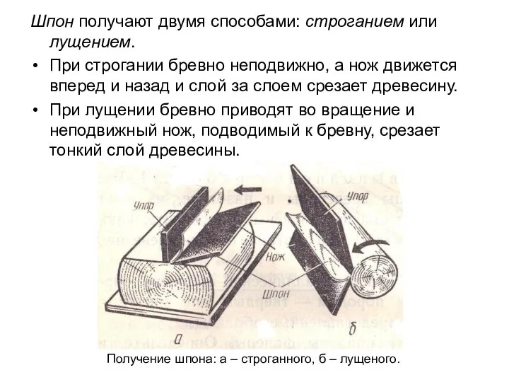 Шпон получают двумя способами: строганием или лущением. При строгании бревно неподвижно,