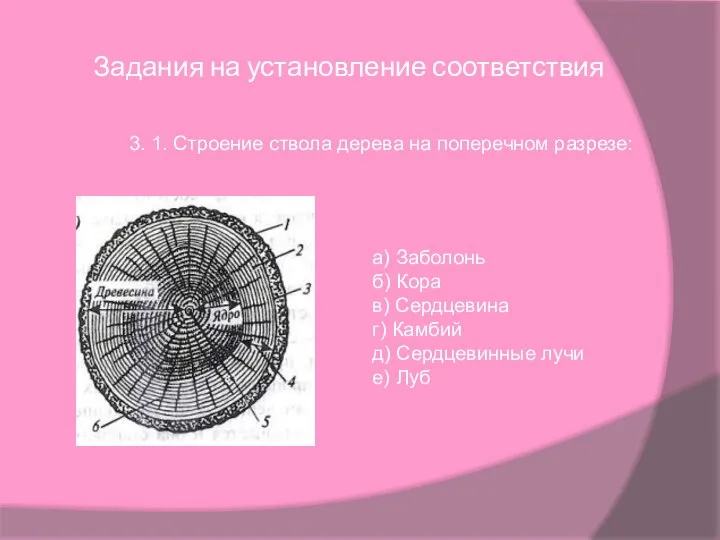 Задания на установление соответствия 3. 1. Строение ствола дерева на поперечном