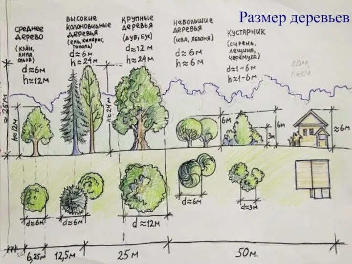 Размер деревьев