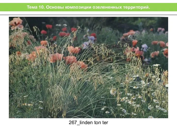267_linden ton ter Тема 10. Основы композиции озелененных территорий.