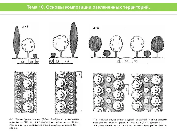 А-5. Трехъярусная аллея (А-5е). Требуется: узкокронных деревьев— 102 шт., ширококронных деревьев