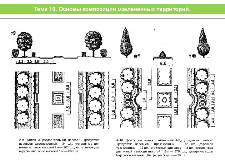 А-9. Аллея с разделительной полосой. Требуется: деревьев ширококронных— 34 шт., кустарников