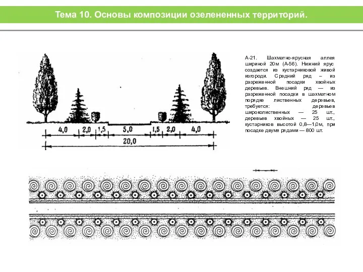 А-21. Шахматно-ярусная аллея шириной 20м (А-56). Нижний ярус создается из кустарниковой