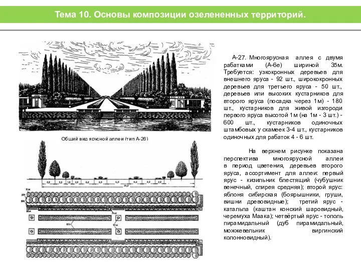 Общий вид ярусной аллеи (тип А-26) А-27. Многоярусная аллея с двумя